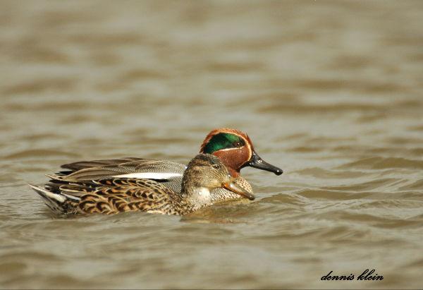 Zaterdag 7 februari | Kennemerduinen