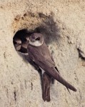 Oeverzwaluw bij nestingang