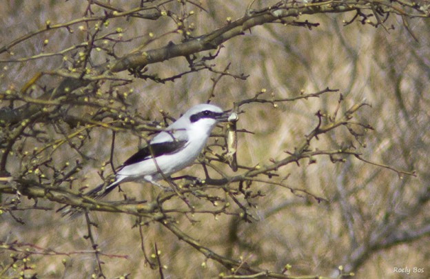 Zondag 15 februari |Panneland