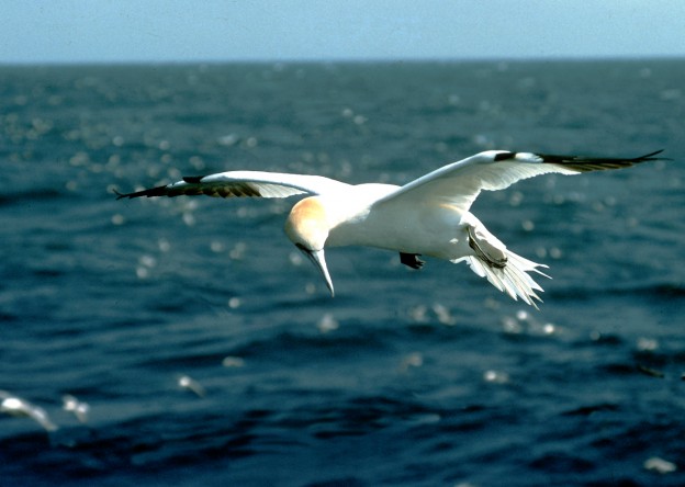 Zondag 8 maart | Zuidpier IJmuiden