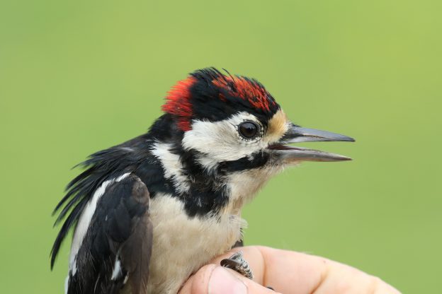 Zaterdag 26 september | Vogelringstation Ringbaan AWD