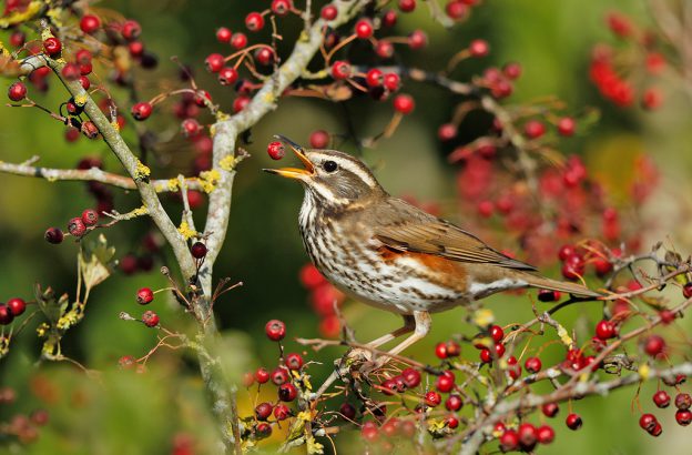 Zaterdag 3 januari 2026 | Amsterdamse Waterleidingduinen