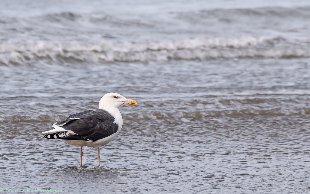 Zondag 19 oktober | Excursie Zuidpier