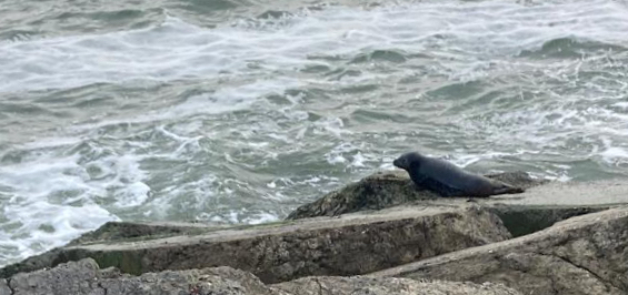 Vogels kijken op de Zuidpier en zeehonden zien