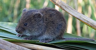 Donderdag 19 maart | Braakballen pluizen