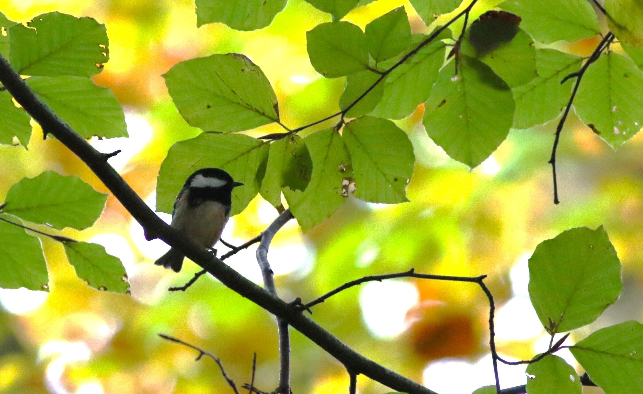 Groene Specht liet zich prachtig zien