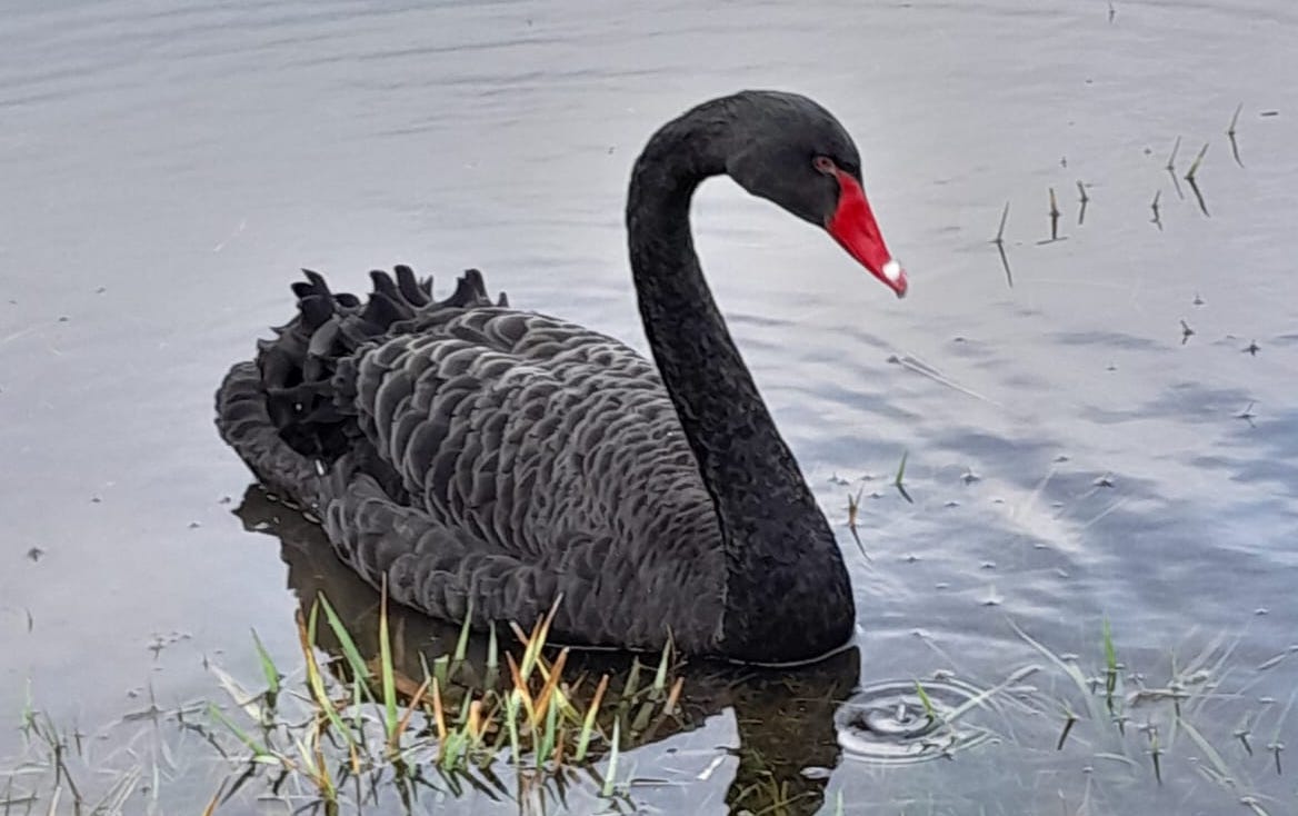 Zwarte Zwaan verwarmde kinderen met koude voeten