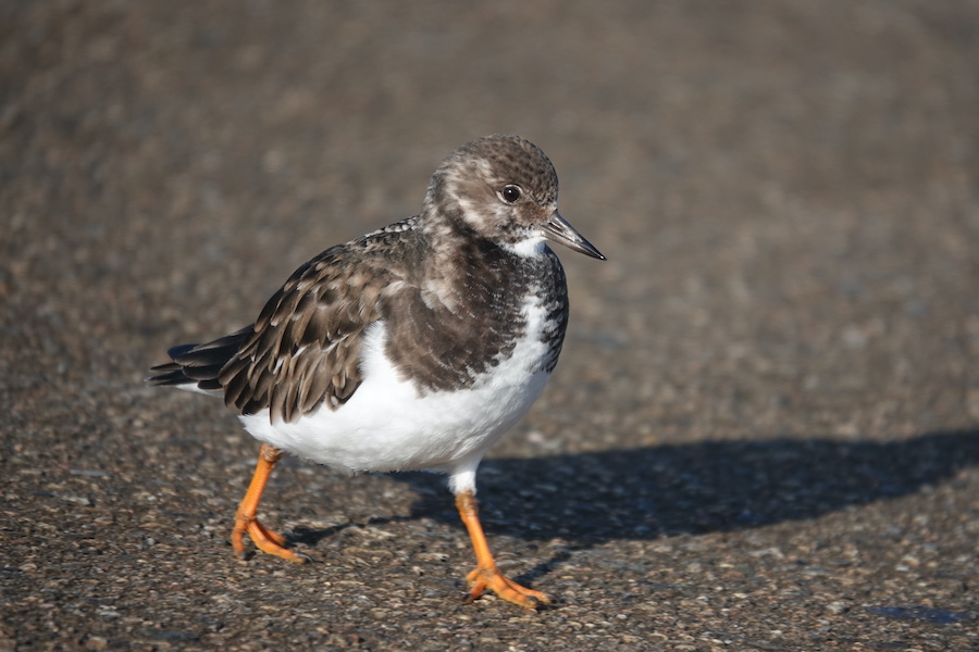 Steenloper / Christophe Reijman