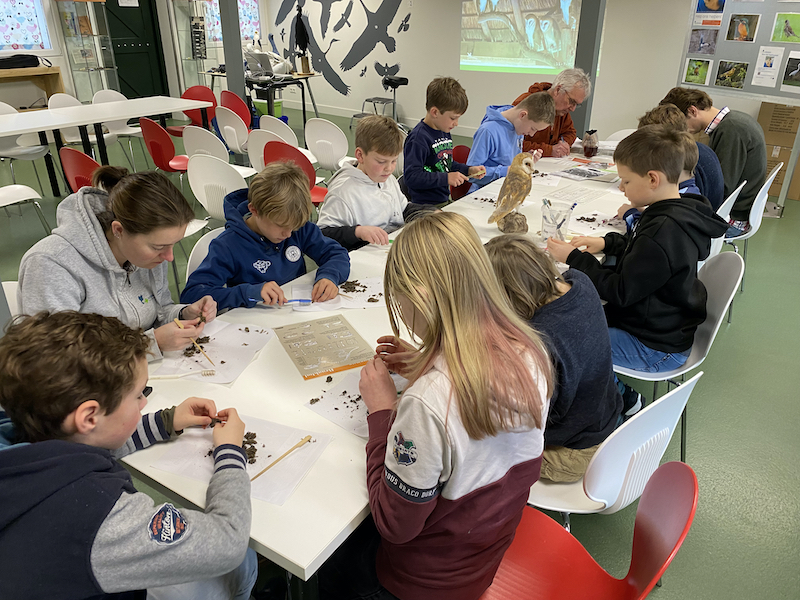 Kerkuilen van Elswout geven geheimen prijs