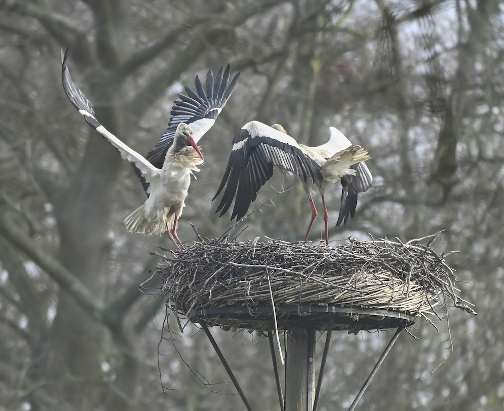 Appelvinken, Spechten en Daslook in Elswout