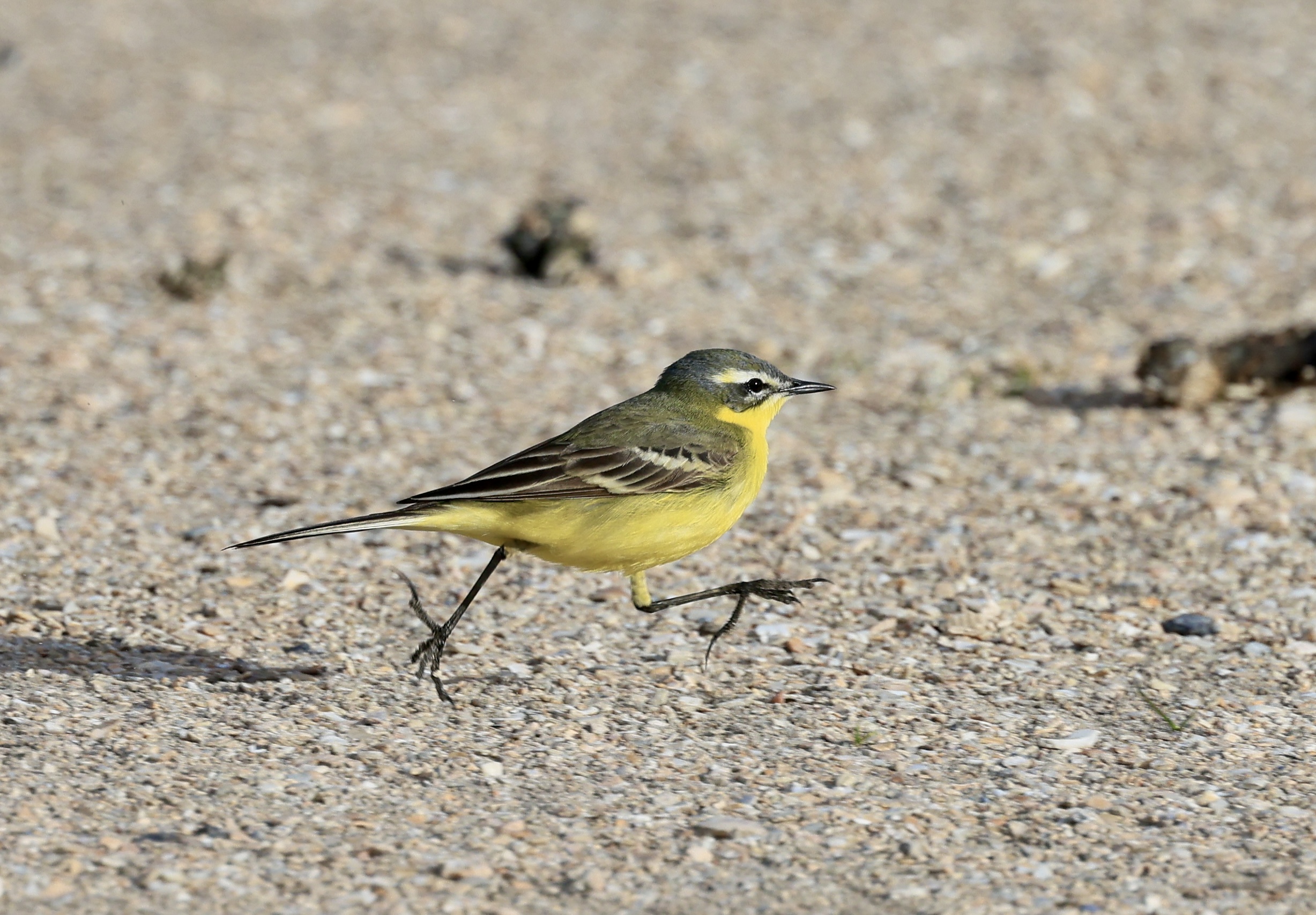 Markerwadden op z’n best