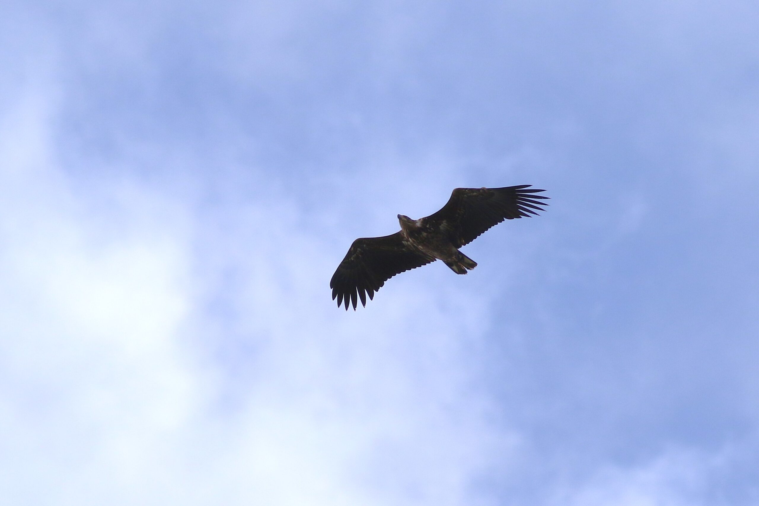 JVC Marker Wadden Zeearend / Casper Leygraaf2