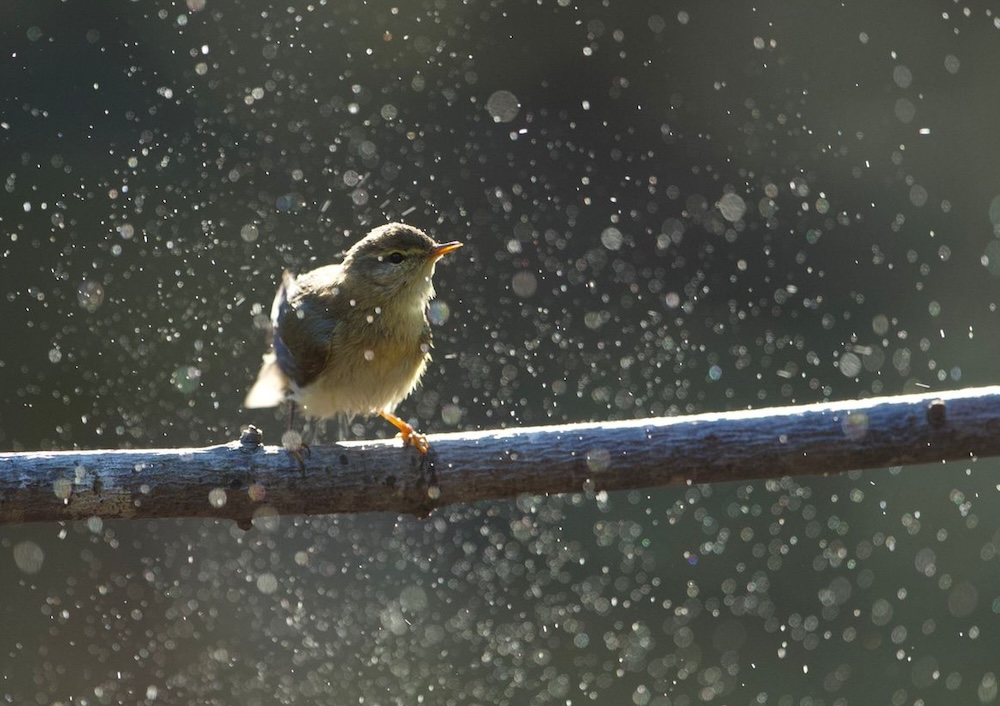 Vogelgeluiden: ervaren duinvogelaars gezocht