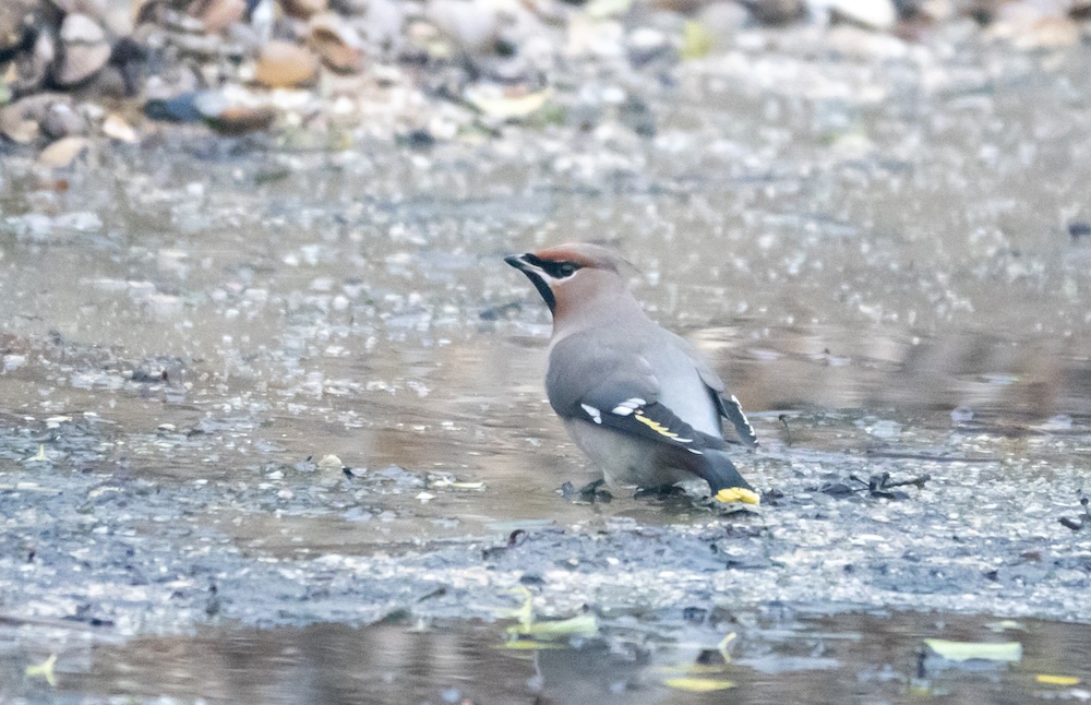 Vogel van de maand: Trekvogels